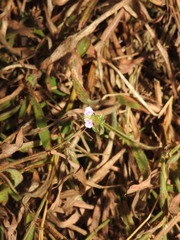 Rostellularia diffusa prostrata