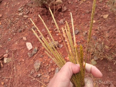 Psathyrostachys juncea