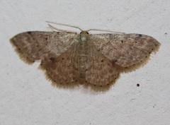 Idaea pilosata