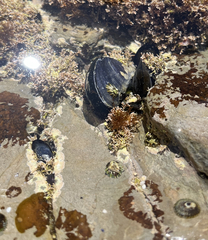 Mytilus californianus