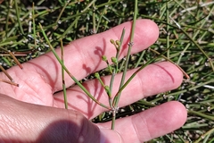 Ephedra distachya