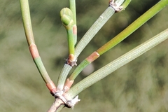 Ephedra distachya