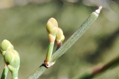 Ephedra distachya