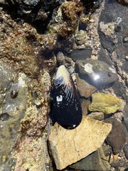 Mytilus californianus