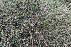 Ephedra distachya