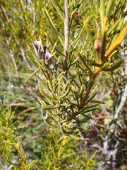 Orites acicularis