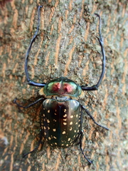 Cheirotonus formosanus