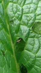 Callimorpha dominula