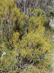 Orites acicularis