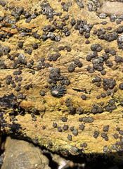 Balanomorpha