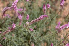Hermbstaedtia fleckii