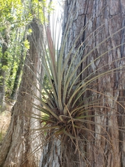 Tillandsia simulata