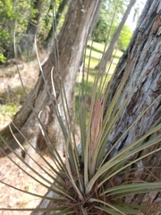 Tillandsia simulata