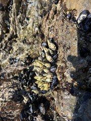 Balanomorpha