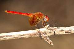 Dythemis maya