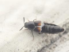 Aleochara bipustulata