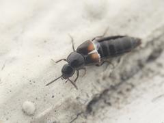 Aleochara bipustulata