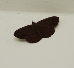 Hemeroblemma malitiosa