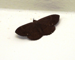 Hemeroblemma malitiosa