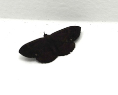 Hemeroblemma malitiosa