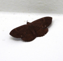 Hemeroblemma malitiosa