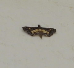 Eurrhyparodes bracteolalis
