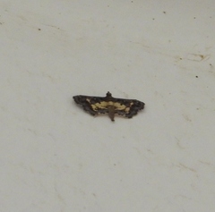 Eurrhyparodes bracteolalis