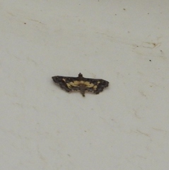Eurrhyparodes bracteolalis