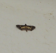 Eurrhyparodes bracteolalis