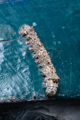 Ernolatia moorei
