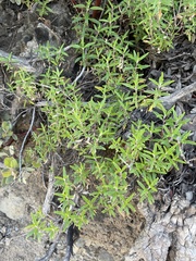Monardella hypoleuca intermedia