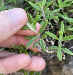 Monardella hypoleuca intermedia