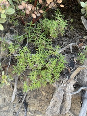 Monardella hypoleuca intermedia