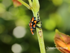 Lycorma