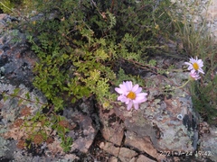 Chrysanthemum sinuatum