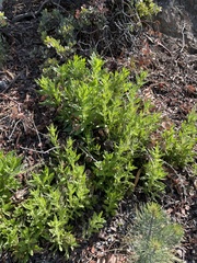 Diplacus clevelandii