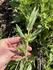 Diplacus clevelandii