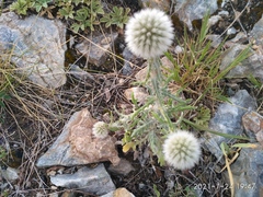 Echinops humilis