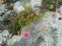 Chrysanthemum sinuatum