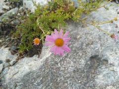 Chrysanthemum sinuatum