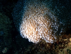 Physogyra lichtensteini