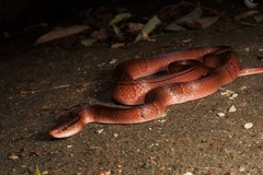 Oreocryptophis porphyraceus