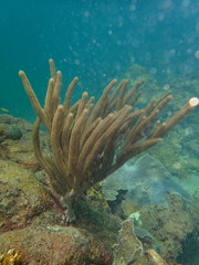 Plexaurella nutans