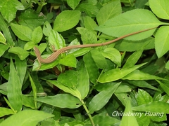 Takydromus viridipunctatus