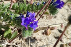 Echium arenarium