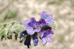 Echium arenarium