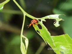 Agomadaranus pardaloides
