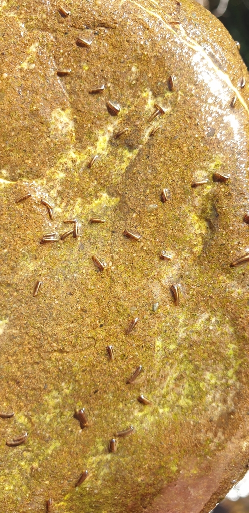 Beraeoptera