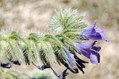 Echium arenarium