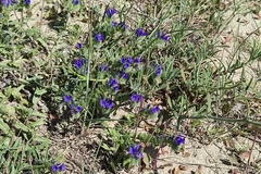 Echium arenarium